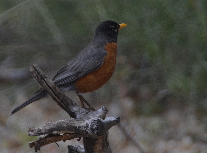 robin perched on a tree trunk